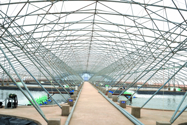 Success Story of Bac Lieu Shrimp Development Project