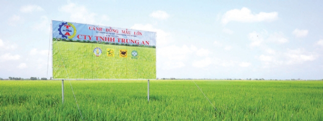 Unblocking Capital Flows for “Rice Industry Revolution”
